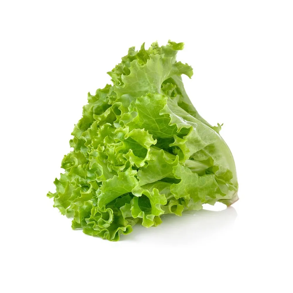 Salata Kıvırcık